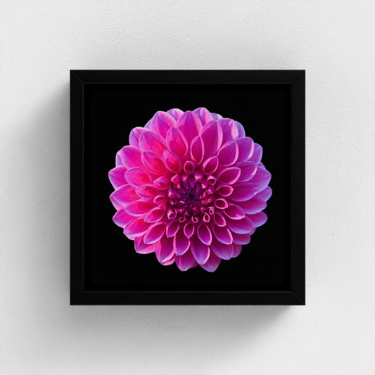 Mini floating frame canvas: Pink Dahlia (free shipping)