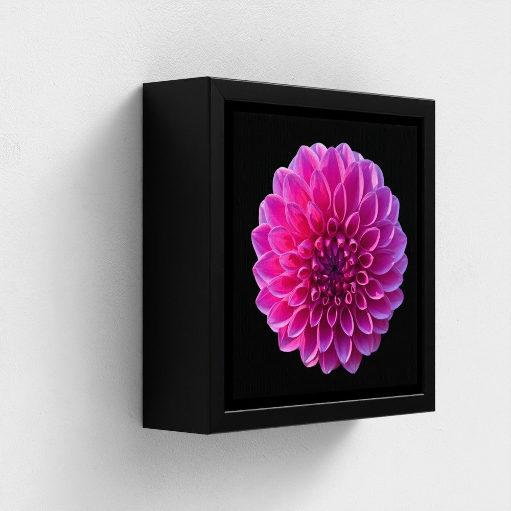Mini floating frame canvas: Pink Dahlia (free shipping)
