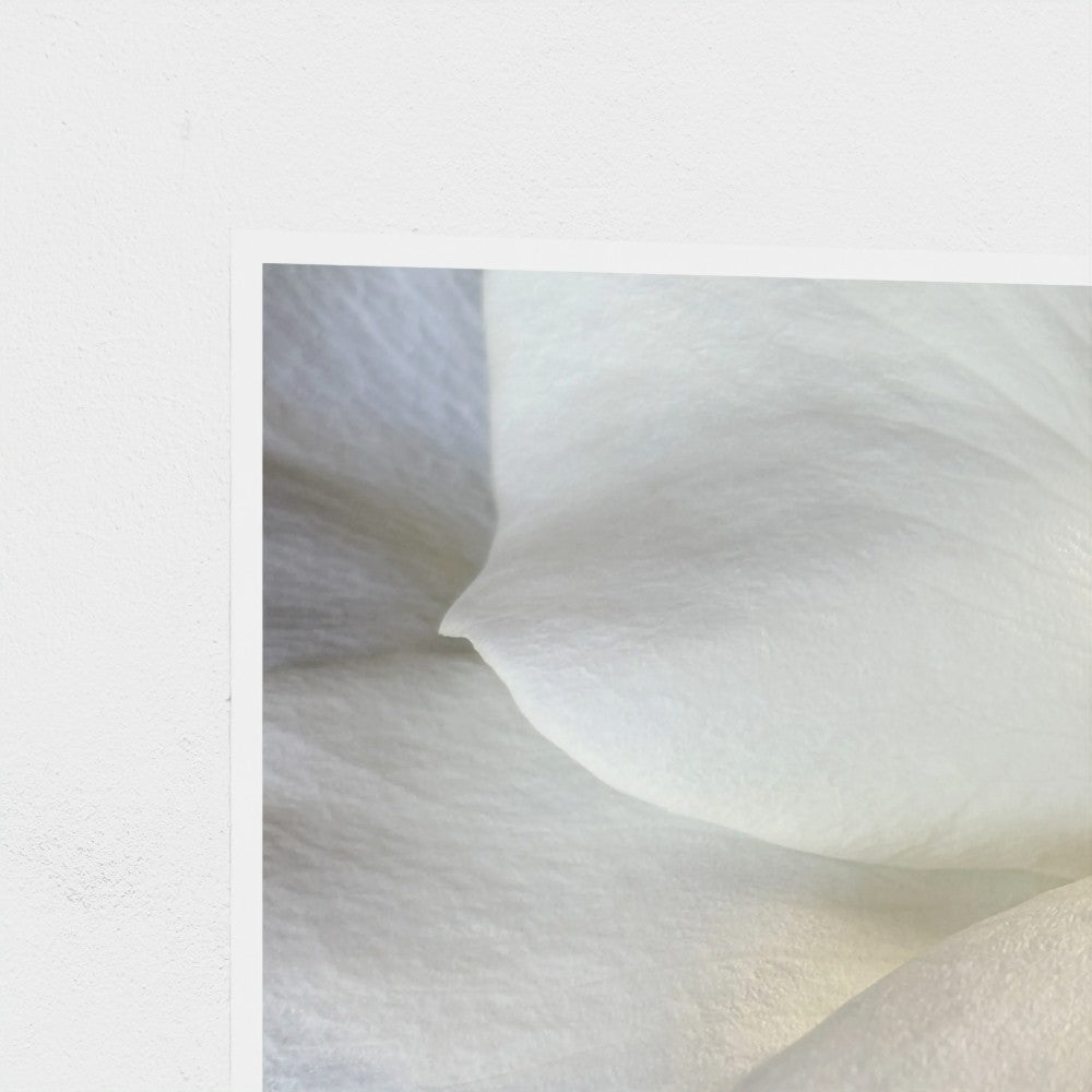 Art Print: White rose #2 (free shipping)
