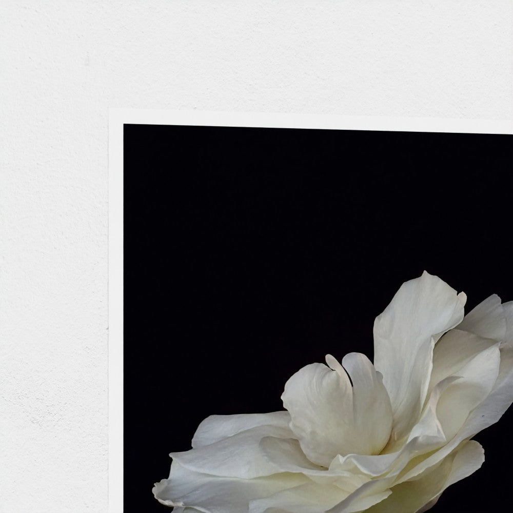 Art Print: White rose #1 (free shipping)