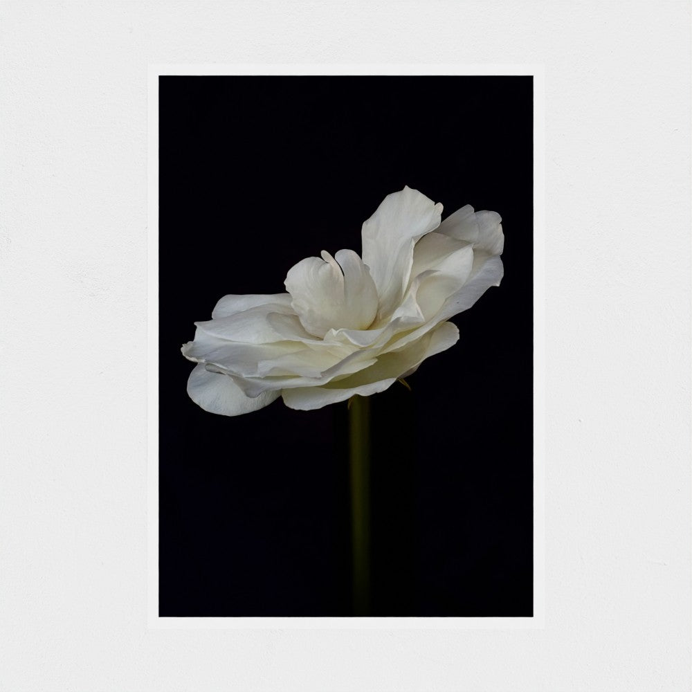 Art Print: White rose #1 (free shipping)