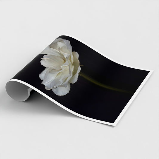Photographic Art Print: White rose #1 (free shipping)