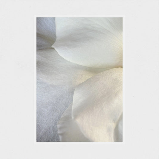 Art Print: White rose #2 (free shipping)