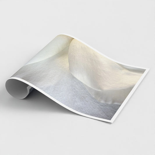 Photographic Art Print: White rose #2 (free shipping)