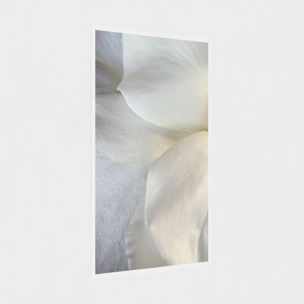 Art Print: White rose #2 (free shipping)