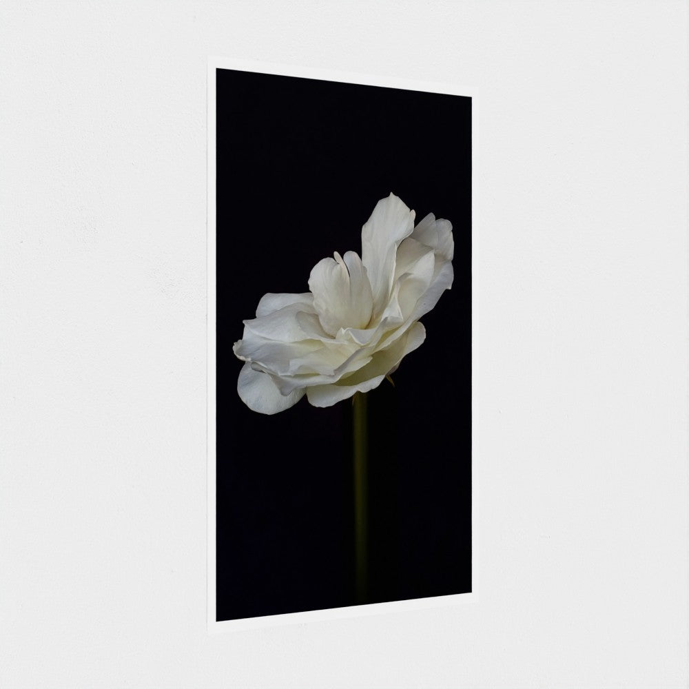 Art Print: White rose #1 (free shipping)